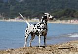 DALMATIEN 191